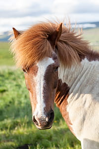 brown and white horse close up photo