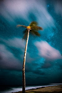 time-lapse photography of coconut tree