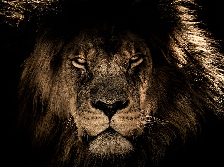 closeup photography of lion