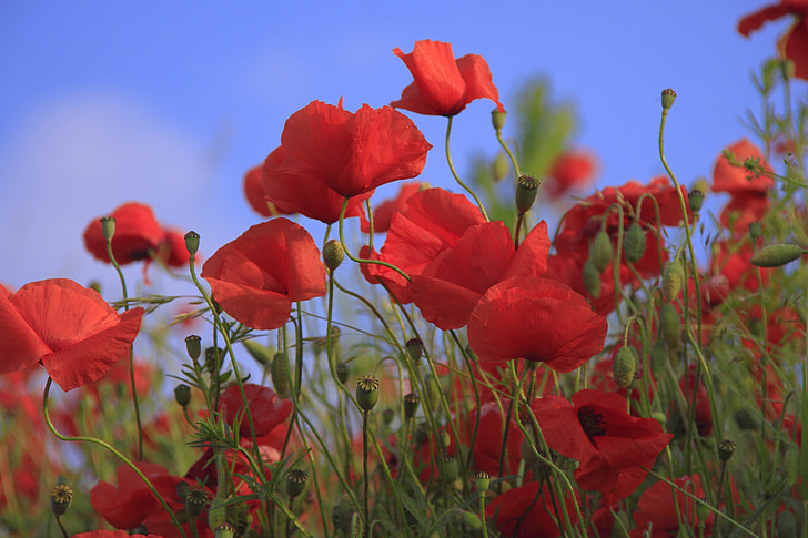 Royalty-Free photo: Red poppy flower field | PickPik