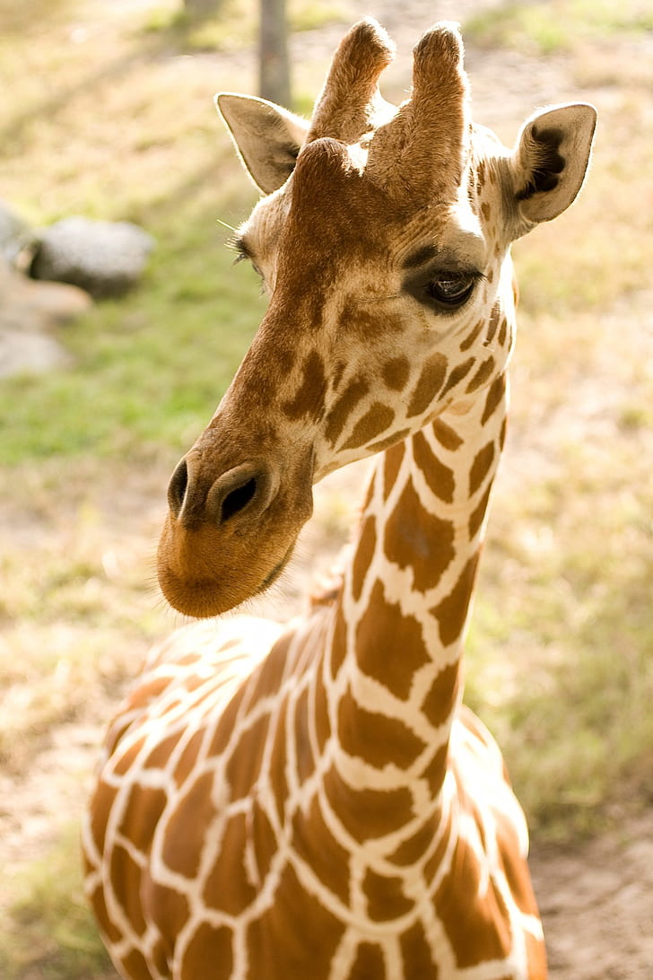 closeup photography of brown and white giraffe