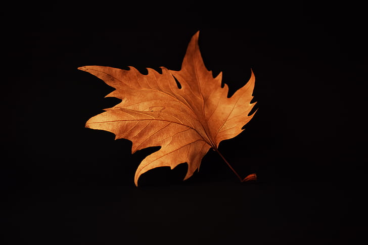 brown maple leaf with black background photo