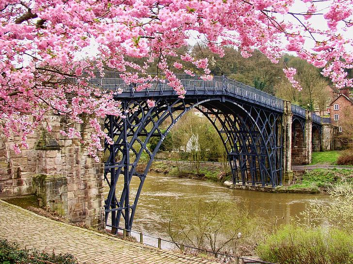 cherry blossom tree over black bridge
