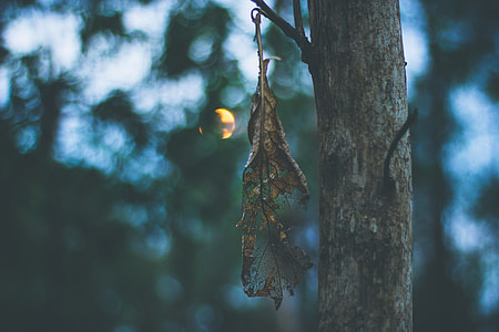 shallow focus photography of brown dried leaf hanged on tree during daytime