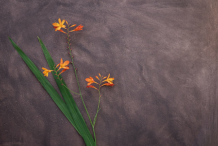 orange petaled flower in bloom