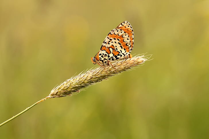 selective focus photography of orange and white butterfly perched on wheat