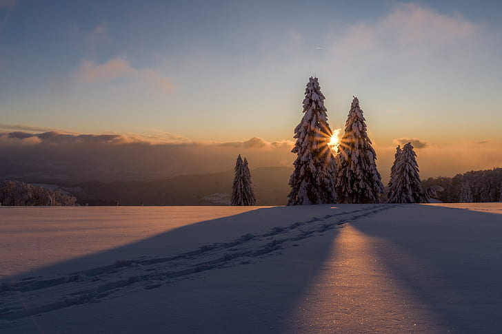 snowcapped pine trees on mountain taken during sunset