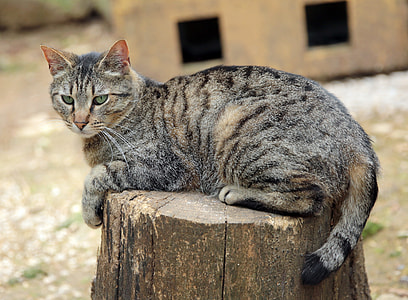 brown tabby cat on brown log
