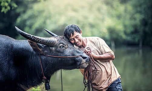 shallow focus photography of man in brown t-shirt beside black water buffalo