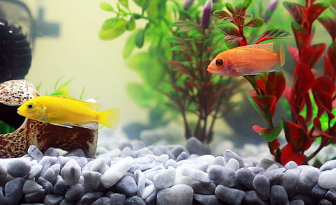 yellow and orange fishes beside green and red plant