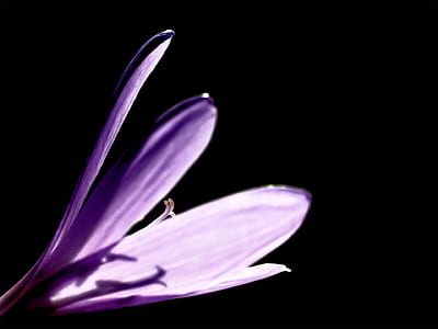 shallow focus photography of purple flower