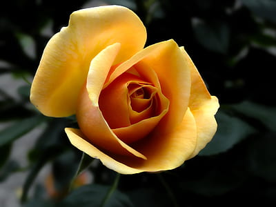 closeup photography of yellow rose