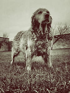 Brown Long Coat Dog Standing on Grass Field during Daytime