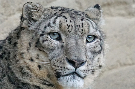 white brown, and black jaguar close-up photo