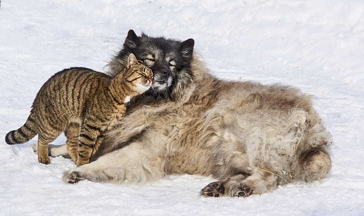 large long-coated fawn and black dog lying on snow with gray tabby cat during daytime