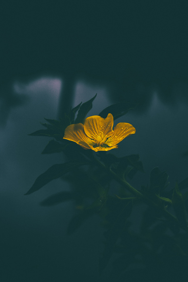 photography of yellow flower