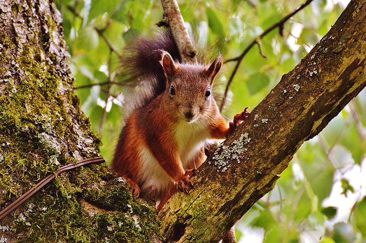 brown and white squirrel on brown tree