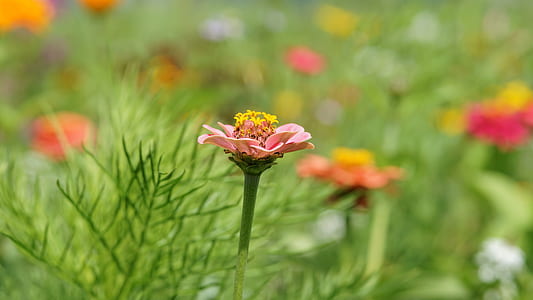 selective focus pink zinnia flower