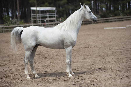 white horse standing on field
