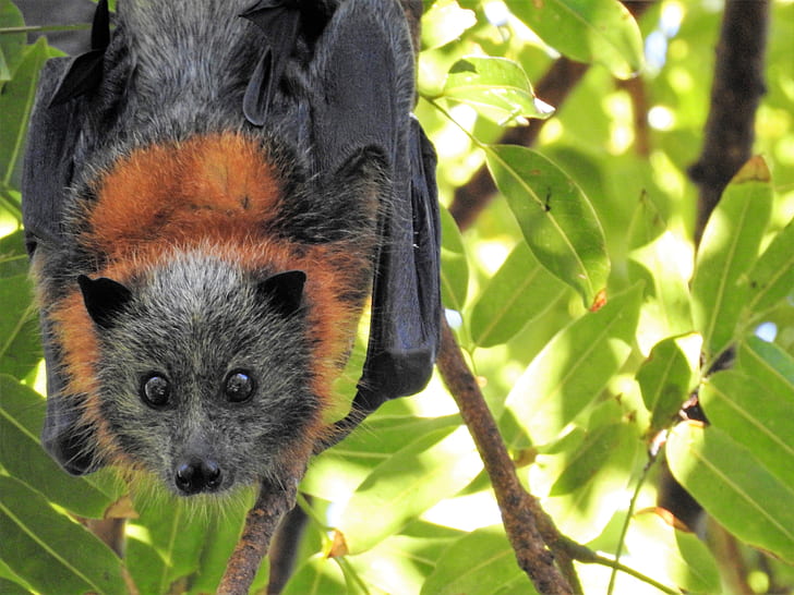 black and brown fruit bat on tree branch