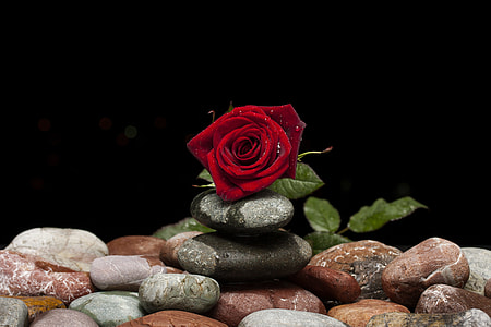 red rose on stones