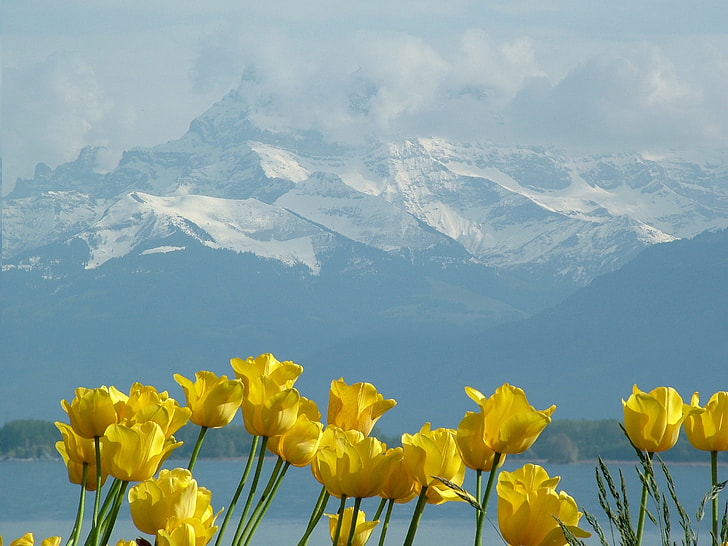 yellow petaled flowers with snow cap mountain in background