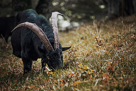 Selective Focus Photography of Black Goat Eating Grass