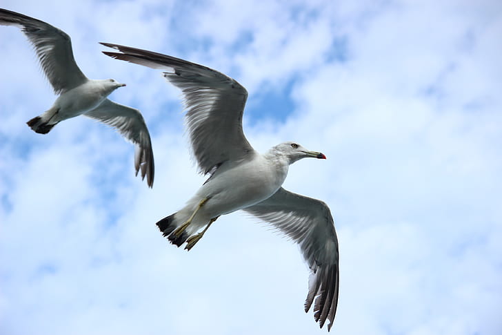 timelapse photography of two white birds flying during daytime
