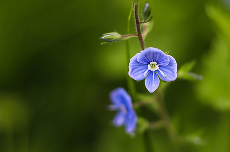 blue petaled flower selective-focus photo