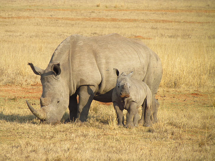 two grey Rhinoceros standing on grass ground