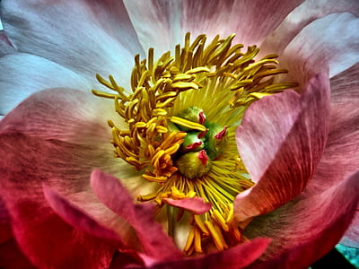 micro photo of red and yellow flower