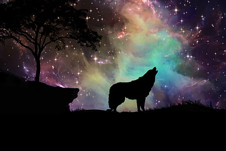silhouette of wolf during nighttime
