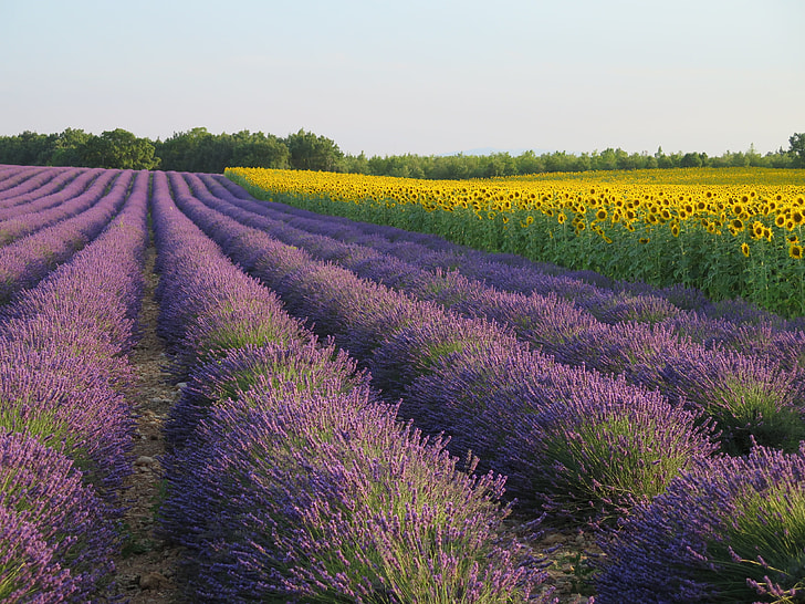 lavender and sunflower fields