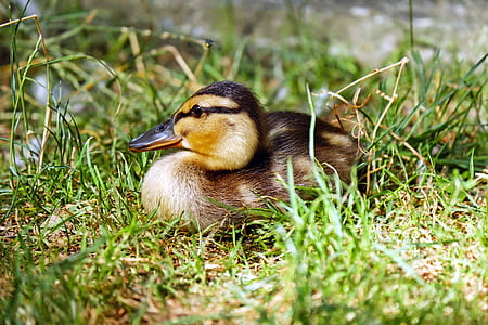 brown and yellow duckling sitting on green grass