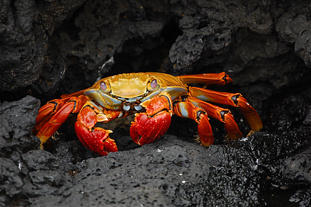 orange and yellow crab on black stone