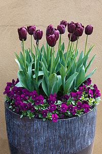 purple flowers in black planter pot