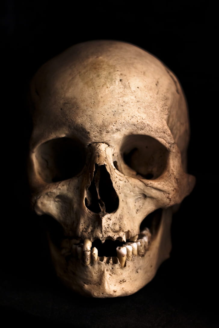 human skull photography