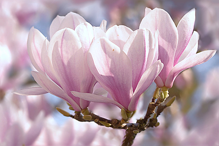 Sakura, leaf, tree, tulip magnolia, magnolia x soulangiana, spring