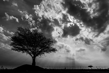 silhouette of a tree photography