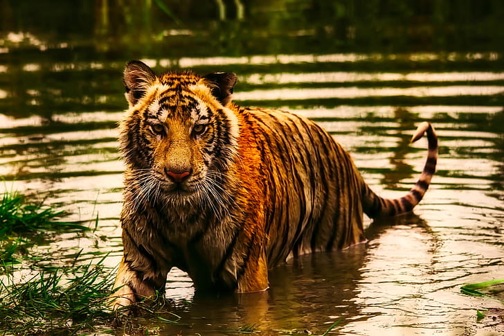 tiger on water during daytime