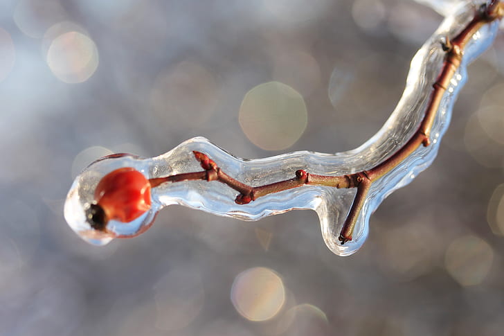 macro and bokeh photography of brown twig covered by water