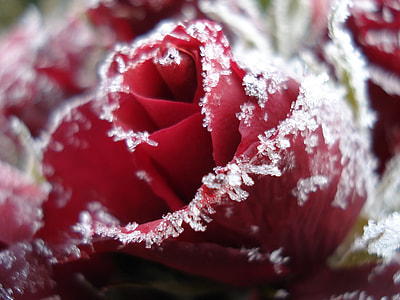 frozen red rose