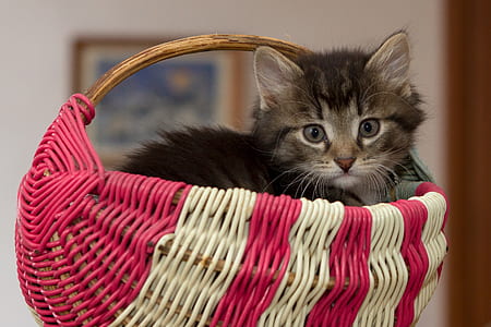 gray and black cat inside pink and white wicker basket