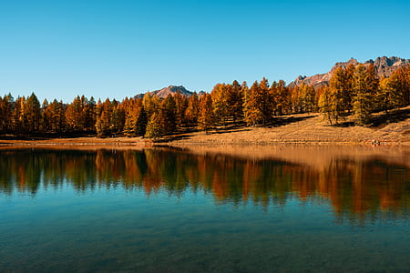 pine trees near body of water during daytime