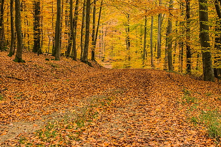 dries leaves on road under trees