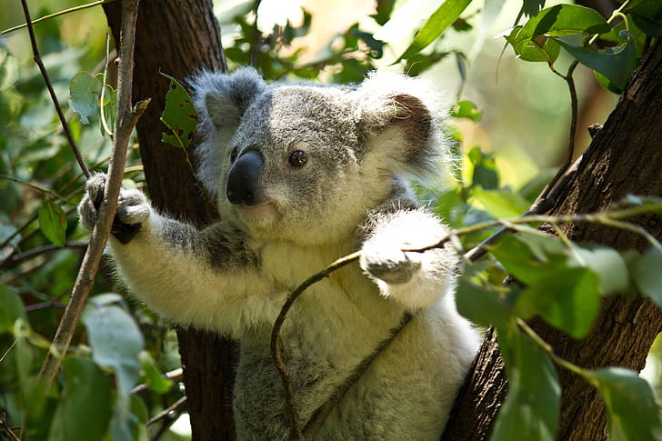 koala bear on tree holding branches