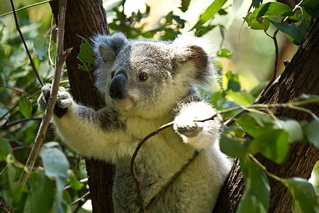 koala bear on tree holding branches