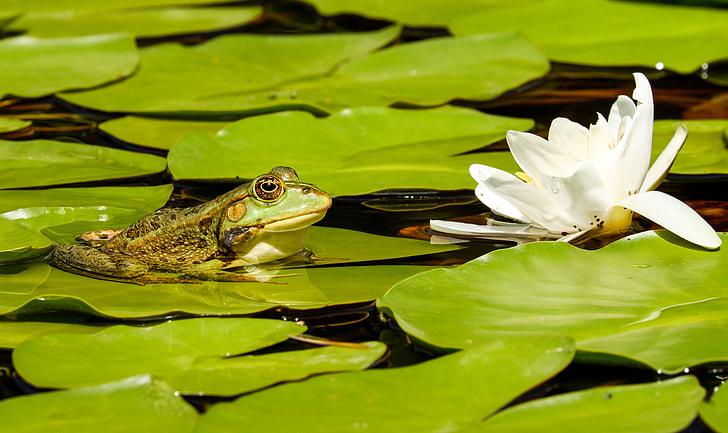 frog on lily pod near white waterlily flower at daytime