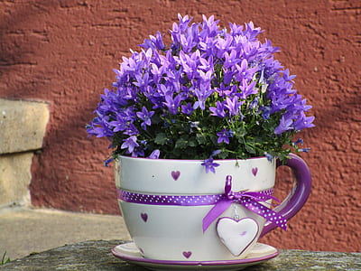 purple campanula flower in white teacup vase