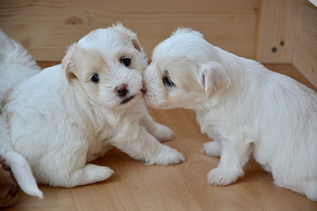 two white short-coat puppies sitting of parquet floor